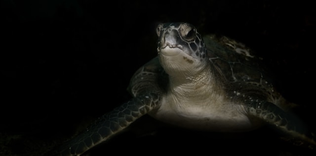 Futuristički vizual